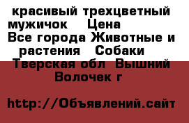 красивый трехцветный мужичок  › Цена ­ 10 000 - Все города Животные и растения » Собаки   . Тверская обл.,Вышний Волочек г.